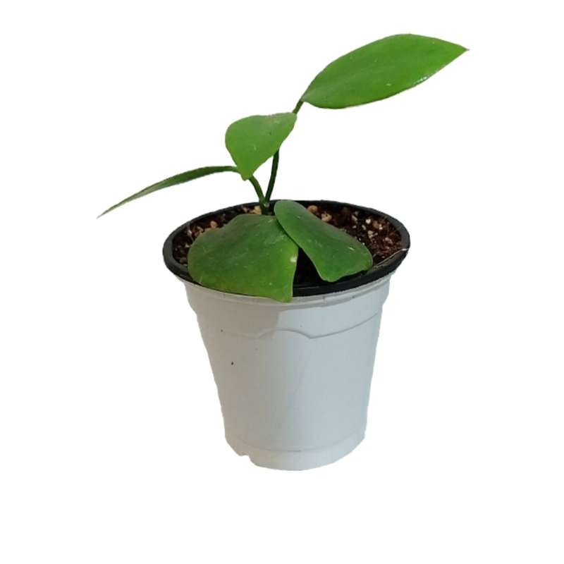 گل طبیعی هویا مدل دیپترا گل طبیعی هویا مدل دیپترا