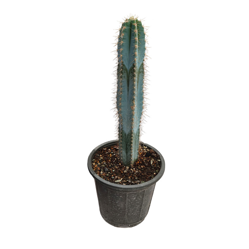 گیاه طبیعی کاکتوس مدل پیلو سرئوس کد PS50