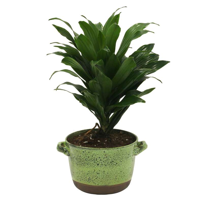 گیاه طبیعی دراسنا کامپکت کد C_002