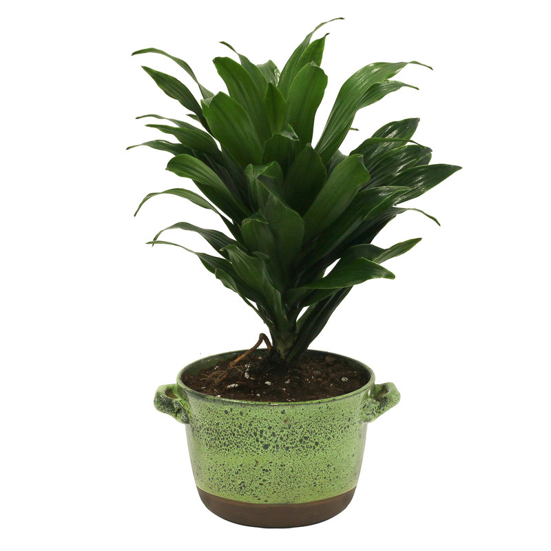 گیاه طبیعی دراسنا کامپکت کد C_002