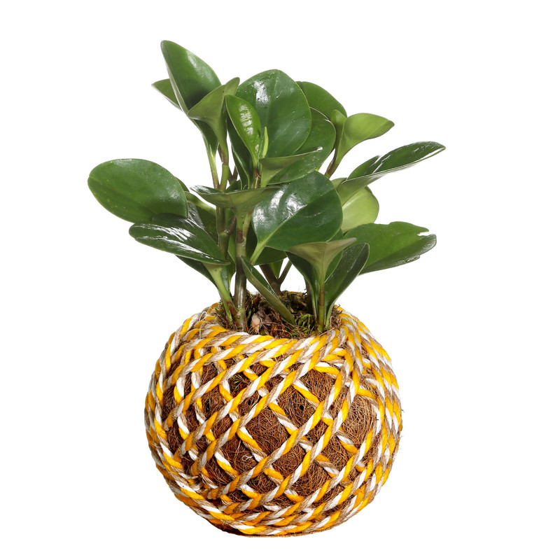 گل طبیعی قاشقی مدل کوکه داما