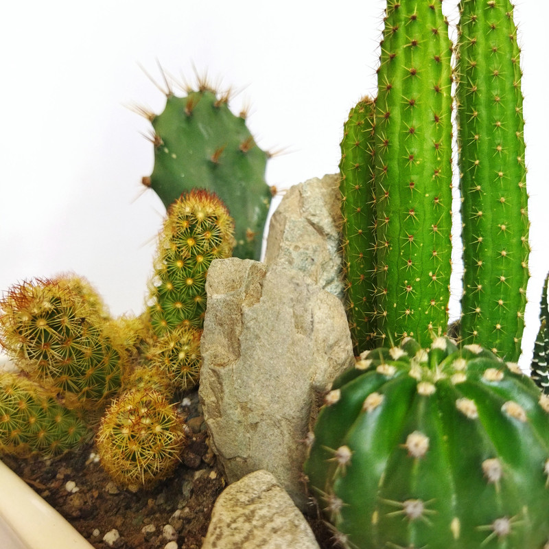 گیاه طبیعی کاکتوس کد pg_20