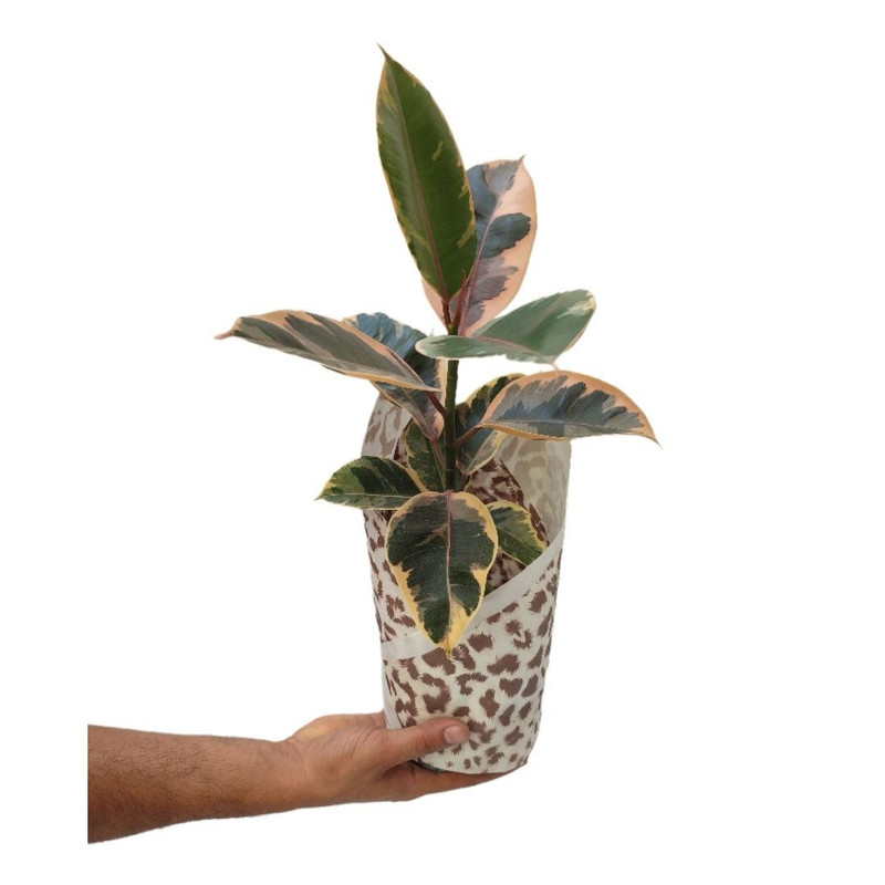 گیاه طبیعی فیکوس مدل 014