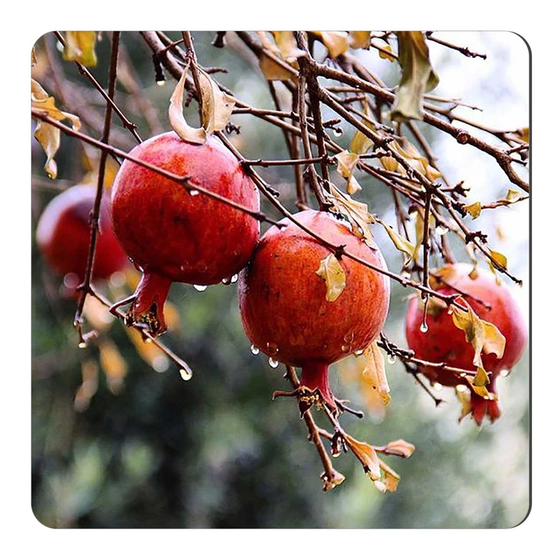  مگنت طرح شاخه انار کد wmg2211