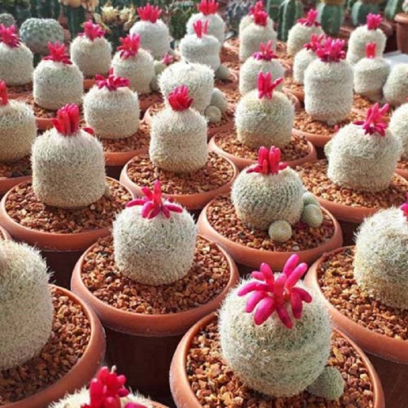 بذر کاکتوس اپیتلانتا جی پی سید مدل GP28642 بذر کاکتوس اپیتلانتا جی پی سید مدل GP28642