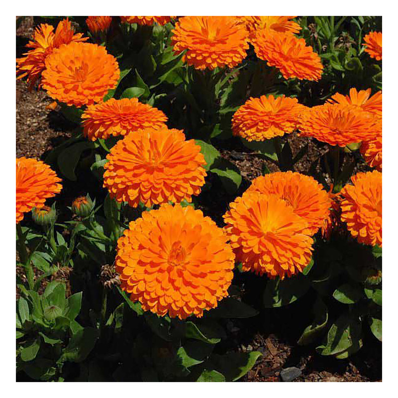 بذر گلهای پرگلبرگ گرین فارم کد 0025 بسته 5 عددی