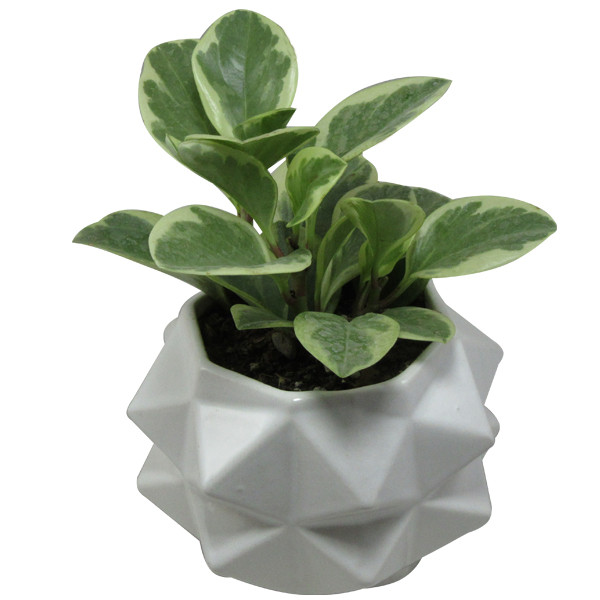 گیاه طبیعی پیرومیا کد AB - S01 گیاه طبیعی پیرومیا کد AB - S01