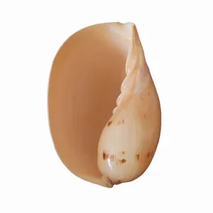 صدف تزیینی آکواریوم مدل p1
