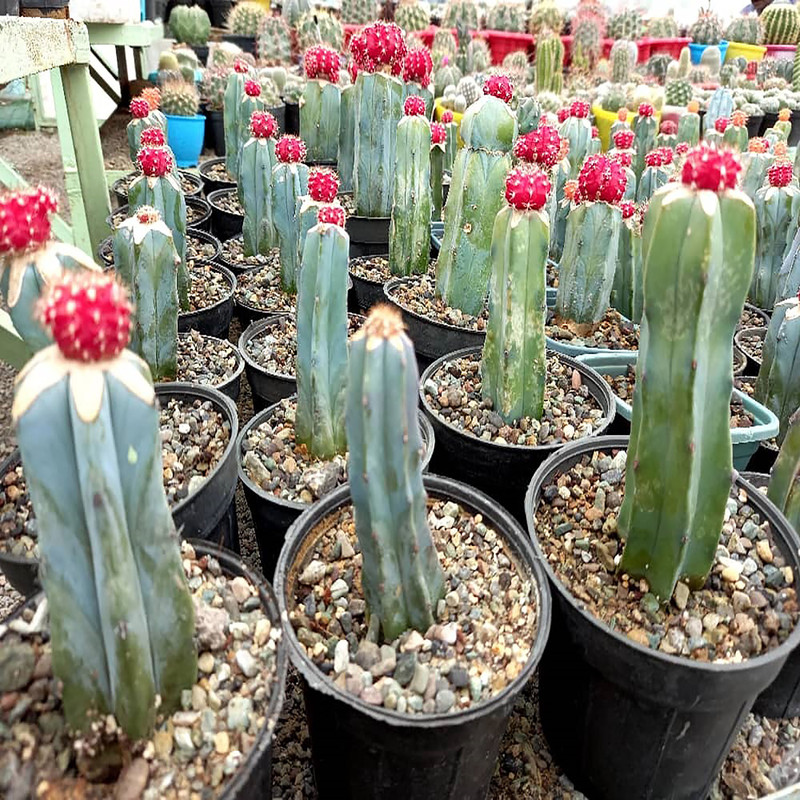 گیاه طبیعی کاکتوس ژیمنو میهانویچی رنگی مدل 3D