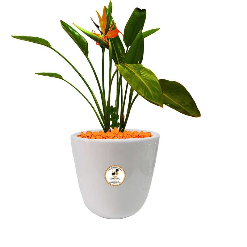 گیاه طبیعی استرلیتزیا پرنده بهشتی  شرکت گلباران سبز گیلان مدل GN12-14S