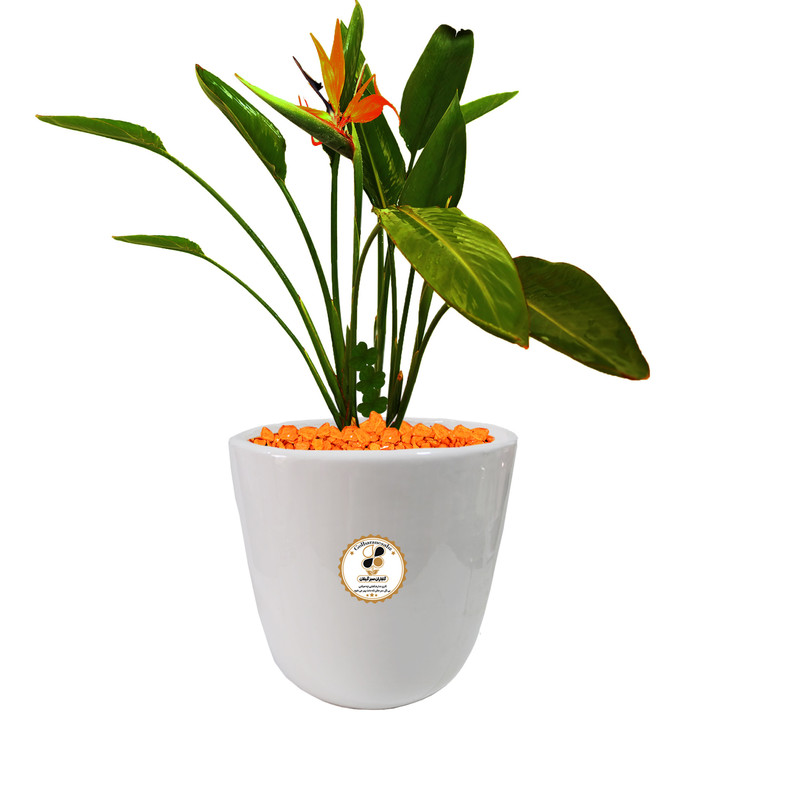 گیاه طبیعی استرلیتزیا پرنده بهشتی شرکت گلباران سبز گیلان مدل GN12-14L گیاه طبیعی استرلیتزیا پرنده بهشتی شرکت گلباران سبز گیلان مدل GN12-14L