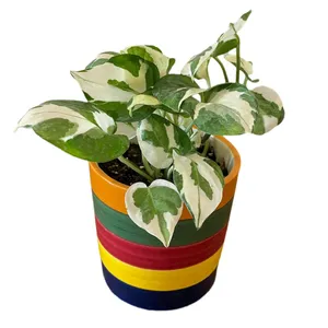 گل طبیعی پوتوس کد 432