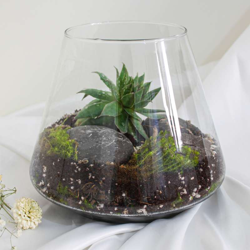 تراریوم گیاه طبیعی کدzzp-888 تراریوم گیاه طبیعی کدzzp-888