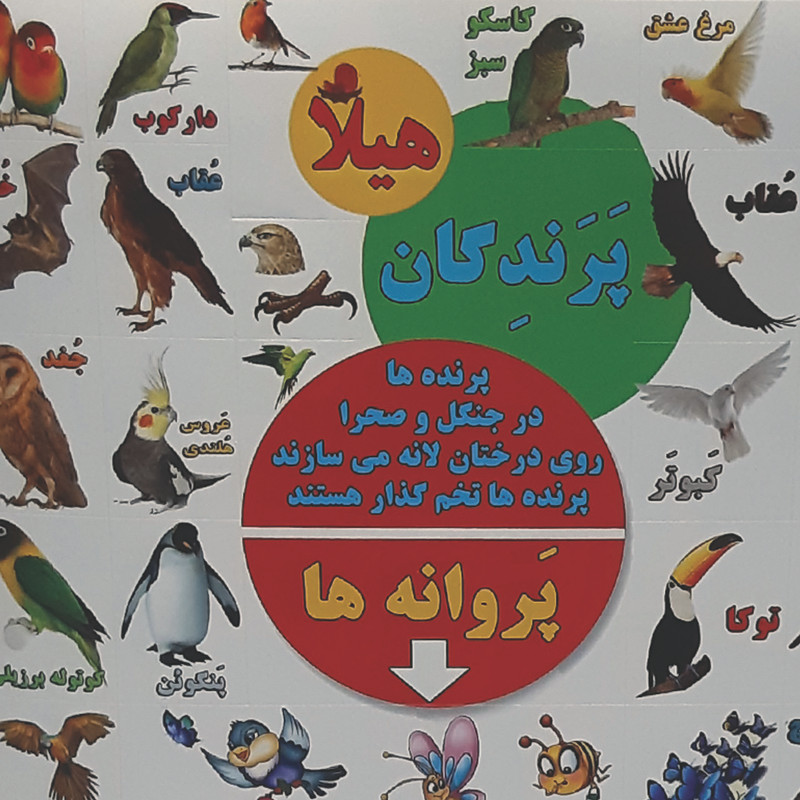برچسب هیلا مدل آموزش پرندگان بسته 5 عددی