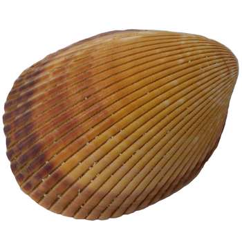 صدف تزیینی مدل RS539