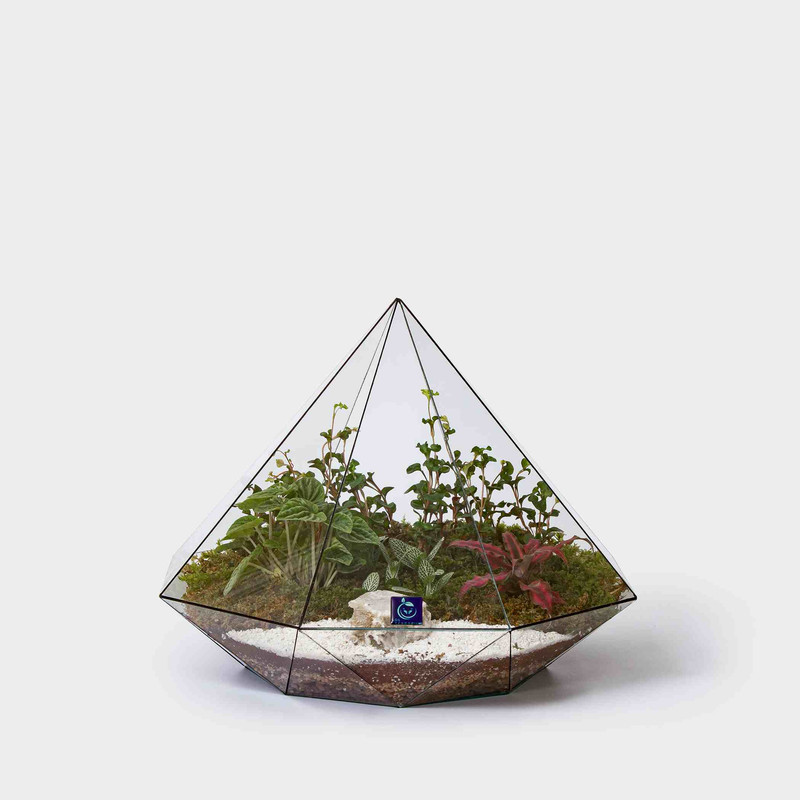 گیاه تراریوم سل تراریوم مدل الماسی