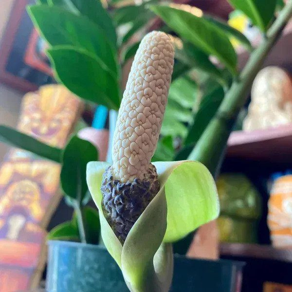 کود زاموفیلیا و سانسوریا مدل فسفر و پتاسیم بالا وزن 50 گرم