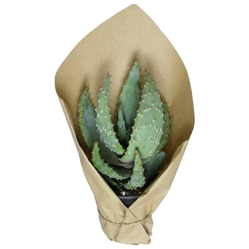 گیاه آلوئه ورا کد qq03 گیاه آلوئه ورا کد qq03