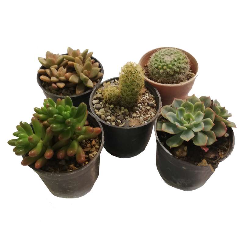 گیاه طبیعی کاکتوس کد P.A.024 مجموعه 5 عددی