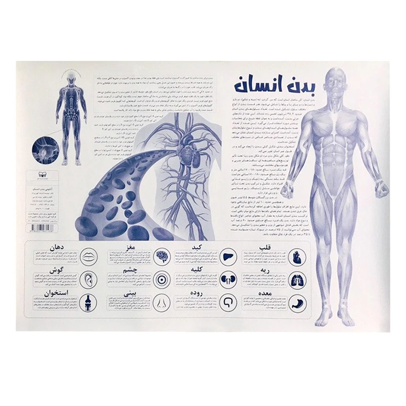 پوستر آموزشی اندیشه کهن طرح آناتومی بدن انسان کد 301 عکس شماره 2