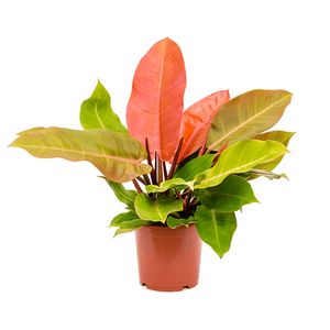 فیلودرندرون کد 02 رنگ نارنجی