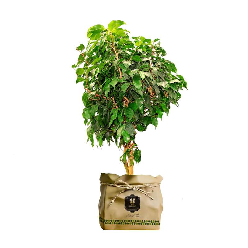 گیاه طبیعی بنجامین سبز شرکت گلباران سبز گیلان مدل GN13-12K گیاه طبیعی بنجامین سبز شرکت گلباران سبز گیلان مدل GN13-12K