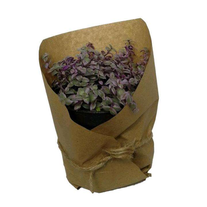 گیاه طبیعی کالیسیا کد ss02