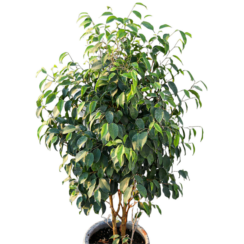 گیاه طبیعی درختچه بنجامین مدل 35