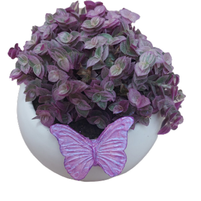 گیاه طبیعی کالیسیا مدل F-39 گیاه طبیعی کالیسیا مدل F-39