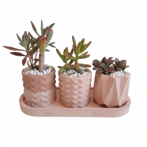  گیاه طبیعی مدل کاکتوس و ساکولنت مجموعه 3 عددی کد 4