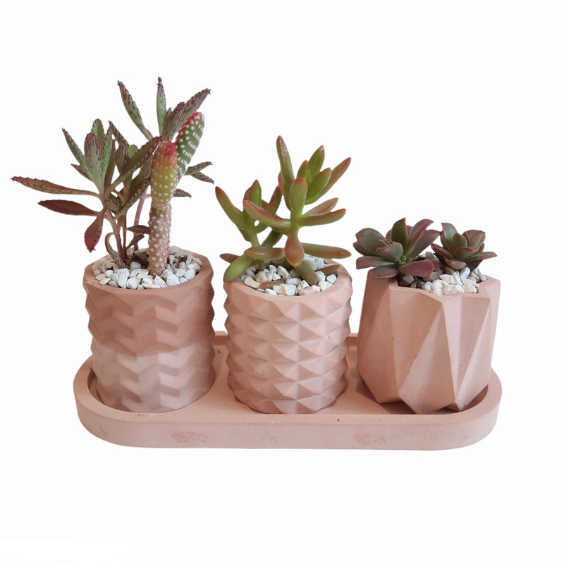 گیاه طبیعی مدل کاکتوس و ساکولنت مجموعه 3 عددی کد 4