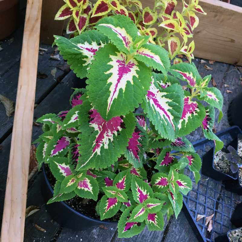 بذر گل حسن یوسف رز سانیا سید مدل Rose