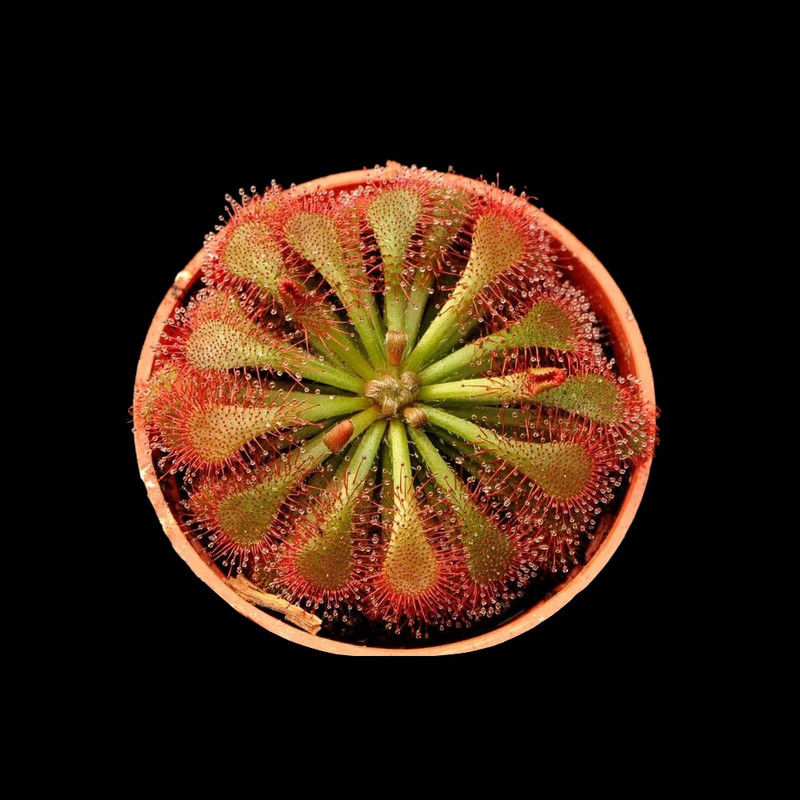 گیاه حشره خوار دروزرا خورشیدی مدل sh-2021 گیاه حشره خوار دروزرا خورشیدی مدل sh-2021