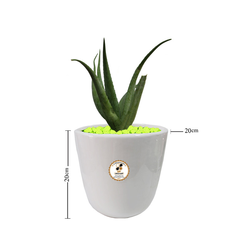 گیاه طبیعی آلوئه ورا شرکت گلباران سبز گیلان مدل GN13-36M