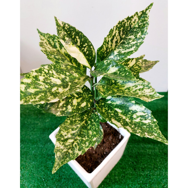 گیاه طبیعی آکوبا مدل F-05