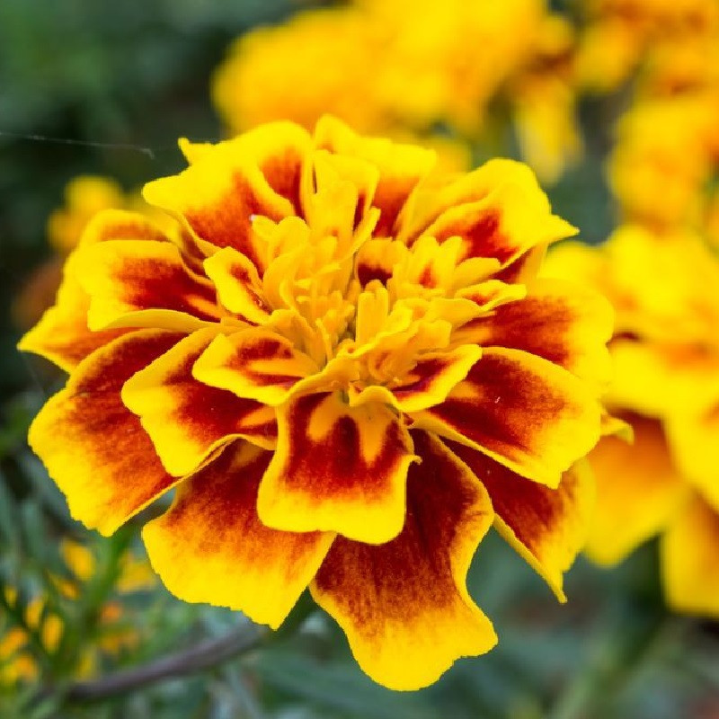 بذر گل جعفری پا کوتاه گل درشت الوان جی پی سید مدل GP488