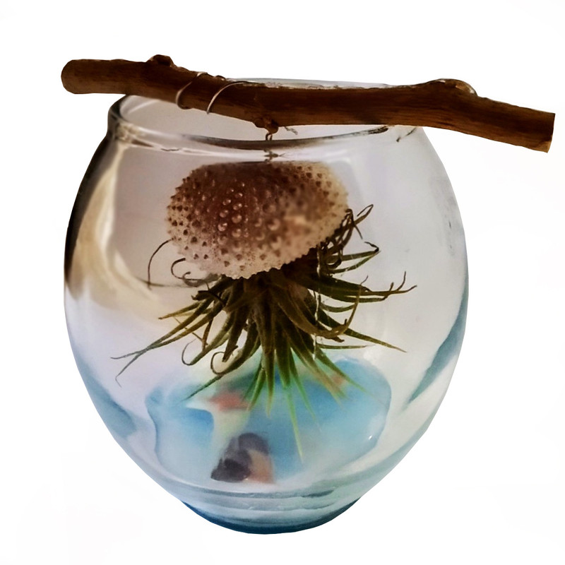 گیاه طبیعی آیونانتا مدل C-50 گیاه طبیعی آیونانتا مدل C-50