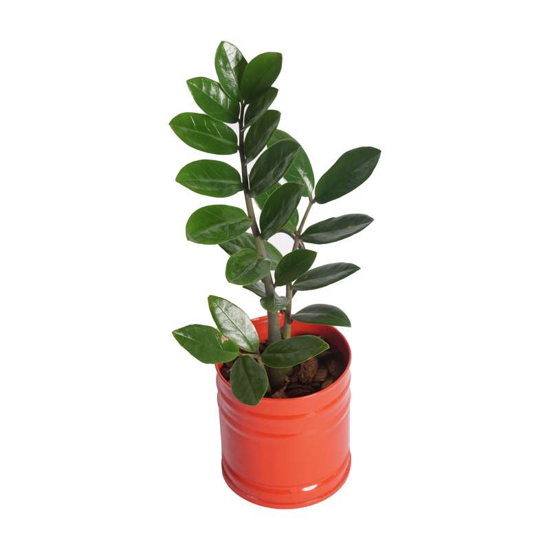 گیاه طبیعی زامیفولیا سبز مدل B-111