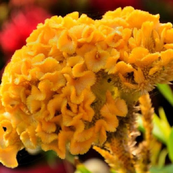 بذر گل تاج خروس چتری طلایی جی پی سید مدل GP737 بذر گل تاج خروس چتری طلایی جی پی سید مدل GP737