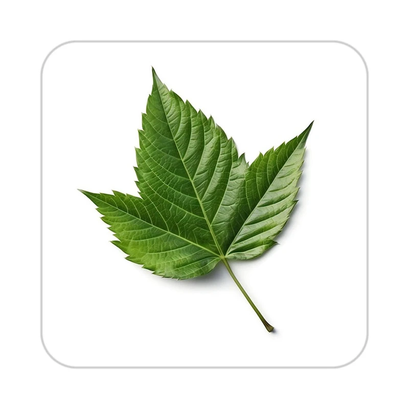 زیر لیوانی کاکتی طرح گل مدل mp17849