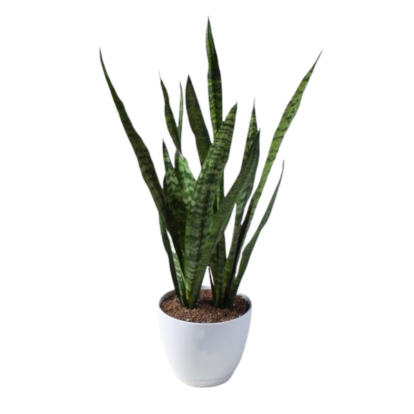 گیاه طبیعی سانسوریا سبز مدل 3 قلاف گیاه طبیعی سانسوریا سبز مدل 3 قلاف