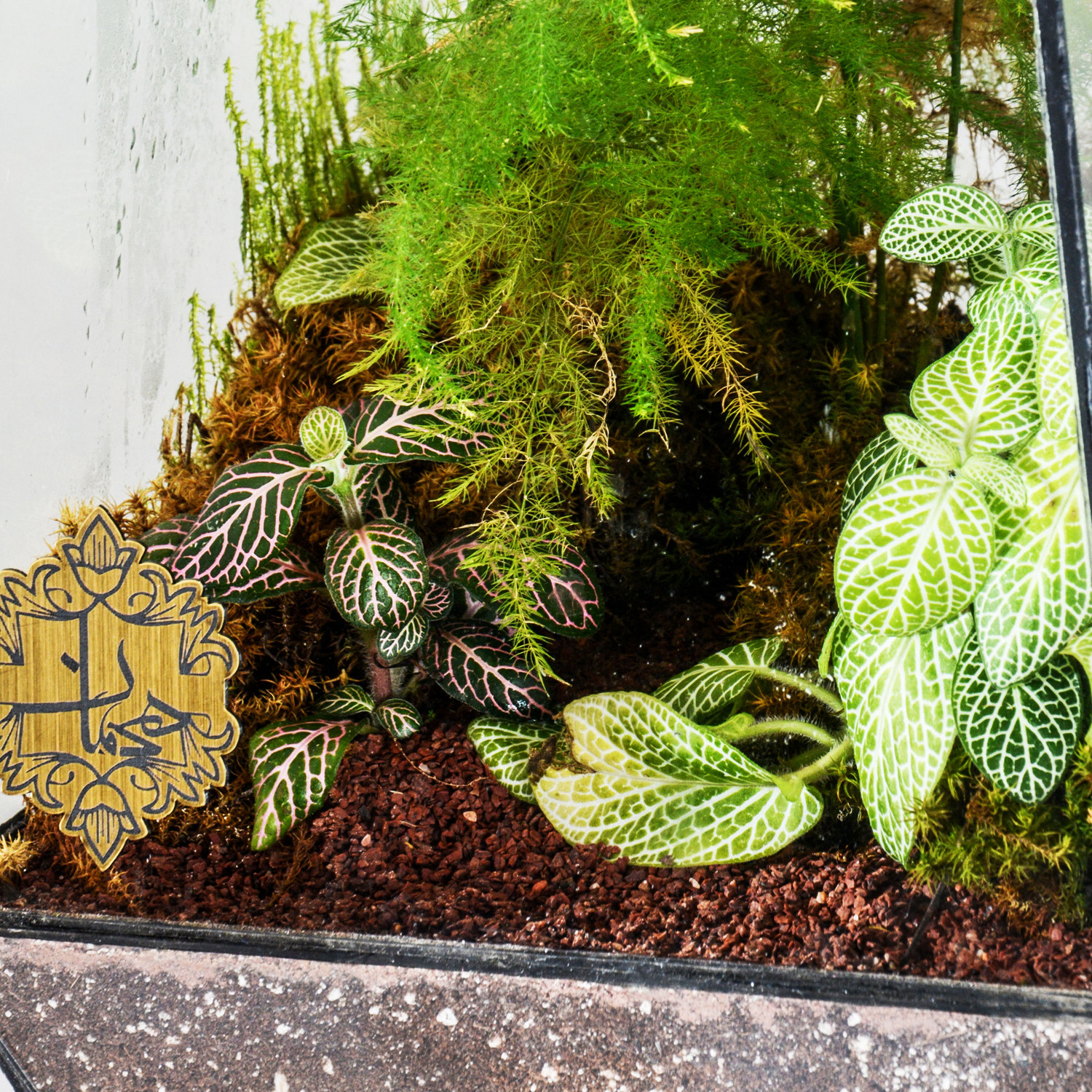 تراریوم بلند هیمان مدل 5 ضلعی کد HV003 تراریوم بلند هیمان مدل 5 ضلعی کد HV003