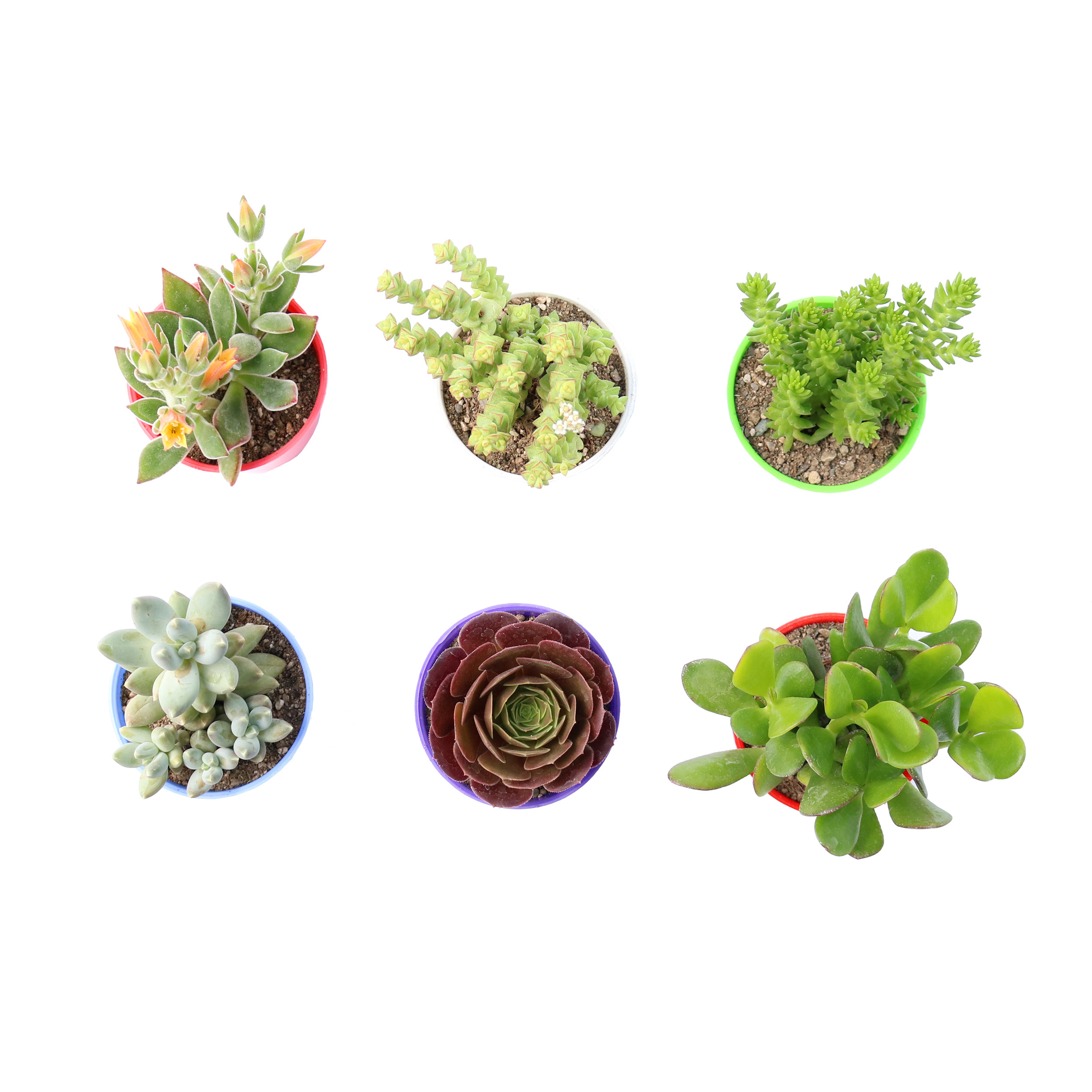 گیاه طبیعی ساکولنت آیدین کاکتوس کد CB-035 مجموعه 6 عددی