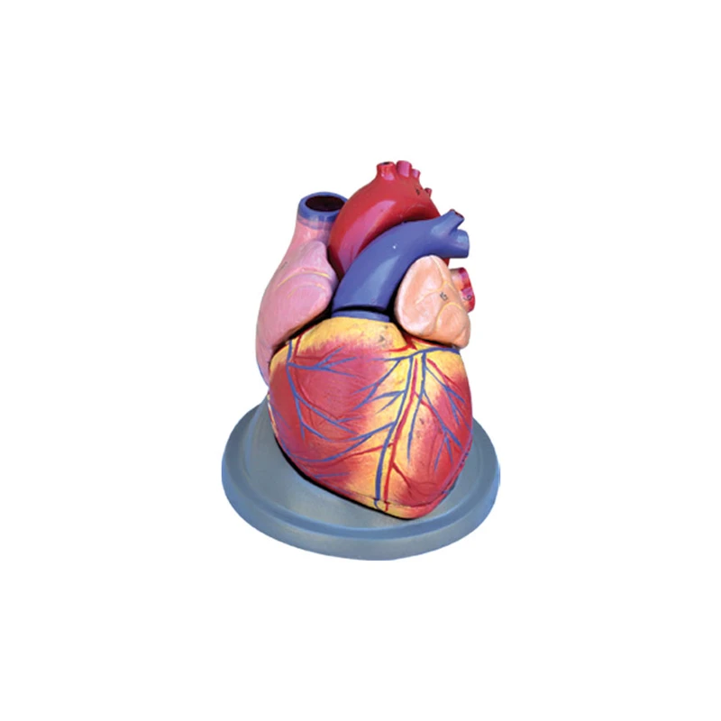 بازی آموزشی طرح مولاژ قلب مدل ASM09