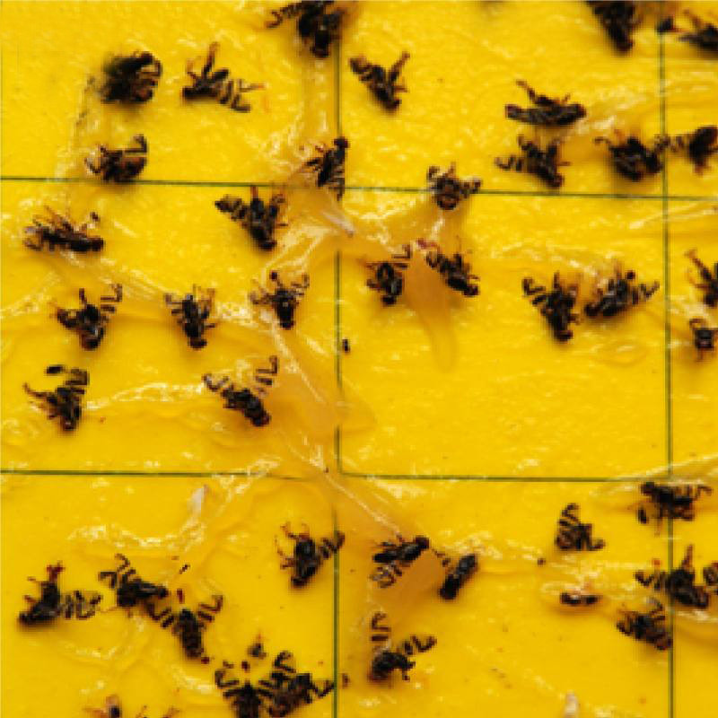 کارت جذب کننده حشرات مدل Nesf-05 بسته 10 عددی