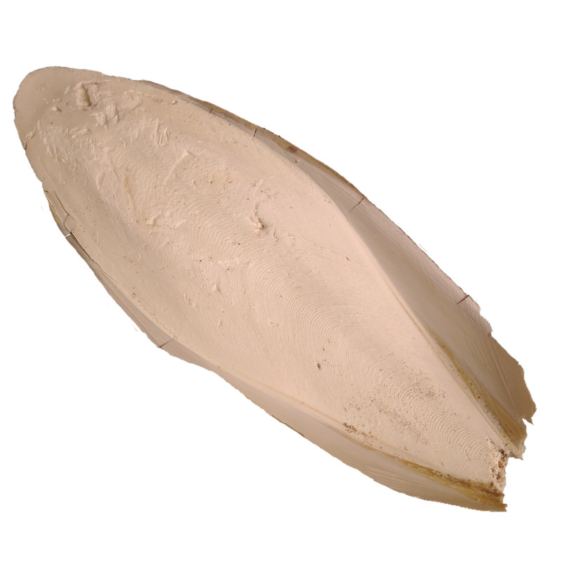 کف دریا کد M 55 وزن ۵۵ گرم