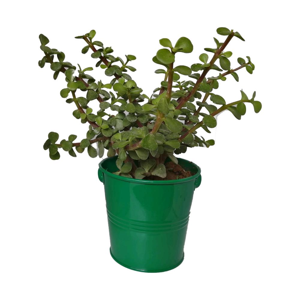 گیاه طبیعی کراسولا خرفه ای کد rf04