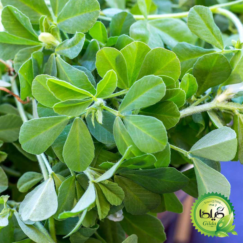 بذر شنبلیله گیلدا کد 117