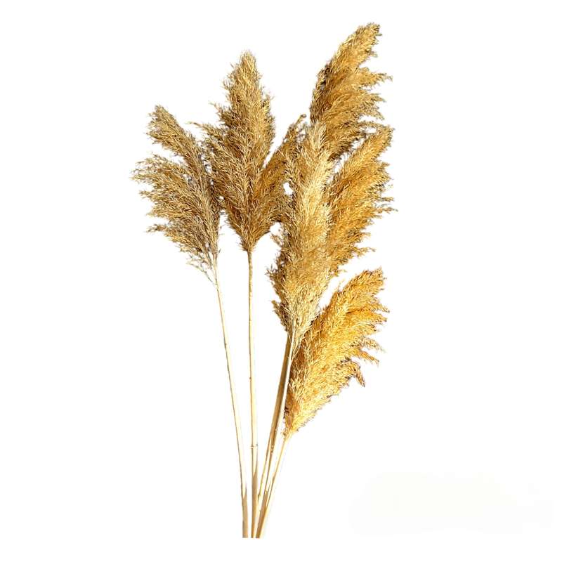 گل خشک مدل پامپاس پاک شده مجموعه 6 عددی