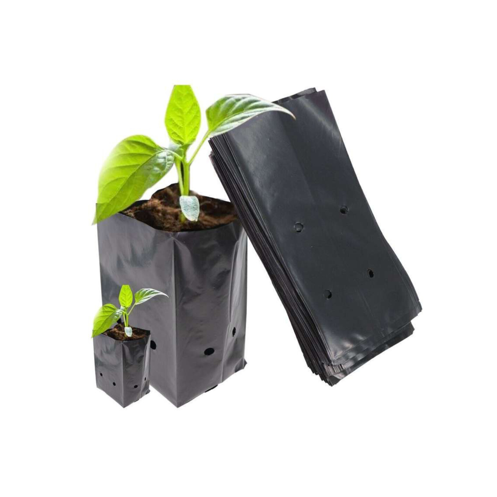 کیسه کشت نهال مدل 25x30 بسته 50 عددی